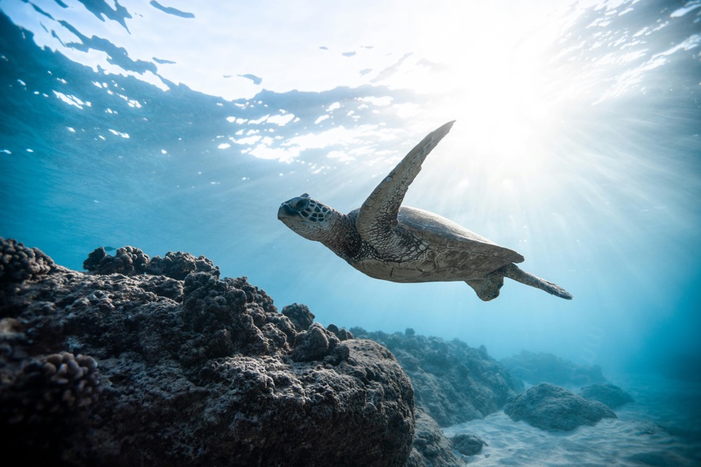 Protecting Marine Life in the Florida Keys