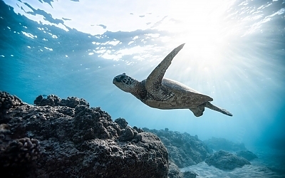 Protecting Marine Life in the Florida Keys